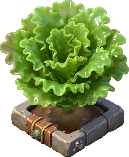 Ripe sea lettuce